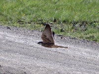Lanner Falcon (Falco biarmicus)