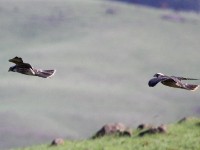Lanner Falcon (Falco biarmicus)