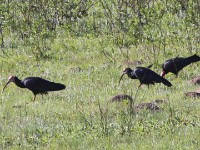 Southern Bald Ibis (Geronticus calvus)