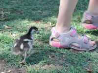 Egyptian Goose (Alopochen aegyptiaca) pullus