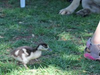 Egyptian Goose (Alopochen aegyptiaca) pullus