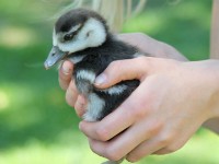 Egyptian Goose (Alopochen aegyptiaca) pullus