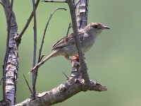 Rattling Cisticola (Cisticola chiniana)