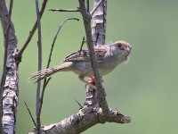 340 Rattling Cisticola