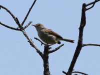 Rattling Cisticola (Cisticola chiniana)