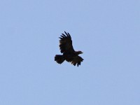 Tawny Eagle (Aquila rapax)
