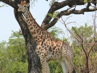 South African Giraffe (Giraffa camelopardalis giraffa)