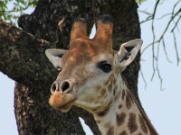 South African Giraffe (Giraffa camelopardalis giraffa)