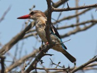Brown-hooded Kingfisher (Halcyon albiventris)