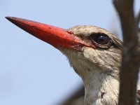 Brown-hooded Kingfisher (Halcyon albiventris)