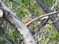 Brown-crowned Tchagra (Tchagra australis)