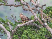 Common Buzzard (Buteo buteo vulpinus)