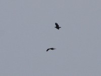 White-backed Vulture (Gyps africanus)