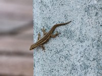 Lizzard sp.