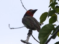 Black-collared Barbet (Lybius torquatus)