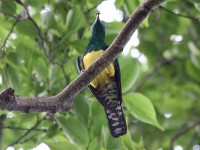 African Emerald Cuckoo (Chrysococcyx cupreus)