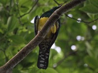 African Emerald Cuckoo (Chrysococcyx cupreus)