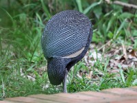 Crested Guineafowl (Guttera pucherani)