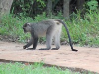 Sykes' Monkey (Cercopithecus albogularis)
