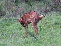 Nyala (Tragelaphus angasii)