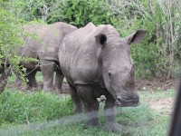 White Rhinoceros (Ceratotherium simum)