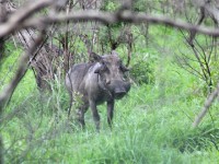 Common Warthog (Phacochoerus africanus)