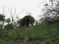 African Bush Elephant (Loxodonta africana)