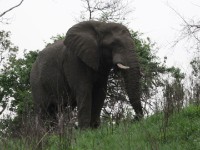 African Bush Elephant (Loxodonta africana)