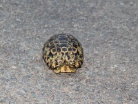 Leopard Tortoise (Stigmochelys pardalis)