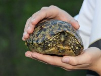 Leopard Tortoise (Stigmochelys pardalis)