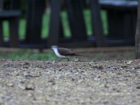 Tambourine Dove (Turtur tympanistria)
