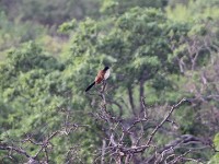Burchell's Coucal (Centropus burchellii)