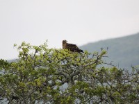 Tawny Eagle (Aquila rapax)