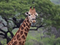 South African Giraffe (Giraffa camelopardalis giraffa)