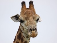 South African Giraffe (Giraffa camelopardalis giraffa)