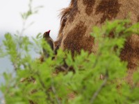 Red-billed Oxpecker (Buphagus erythrorynchus)