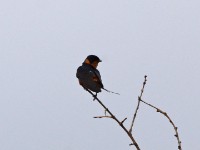 Red-breasted Swallow (Cecropis semirufa)