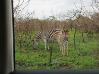 Burchell's Zebra (Equus quagga burchellii)