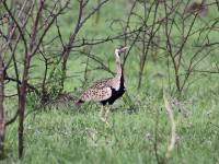 Black-bellied Bustard (Lissotis melanogaster)