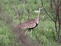 Black-bellied Bustard (Lissotis melanogaster)