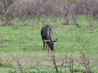 Blue Wildebeest (Connochaetes taurinus)
