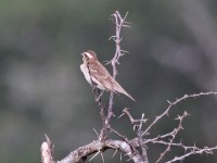 Yellow-throated Petronia (Gymnoris superciliaris)
