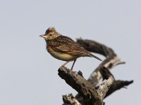 Rufous-naped Lark (Mirafra africana)