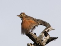 Rufous-naped Lark (Mirafra africana)