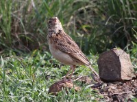 Rufous-naped Lark (Mirafra africana)