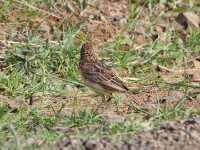 Rufous-naped Lark (Mirafra africana)