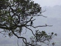 Black Cuckoo (Cuculus clamosus)
