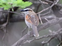 Black-crowned Tchagra (Tchagra senegalus)