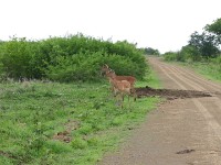 Impala (Aepyceros melampus)