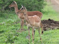 Impala (Aepyceros melampus)